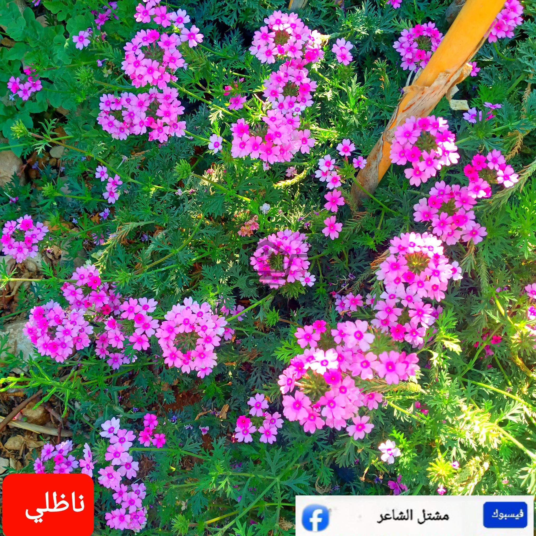 مشتل الشاعر - الصورة 2