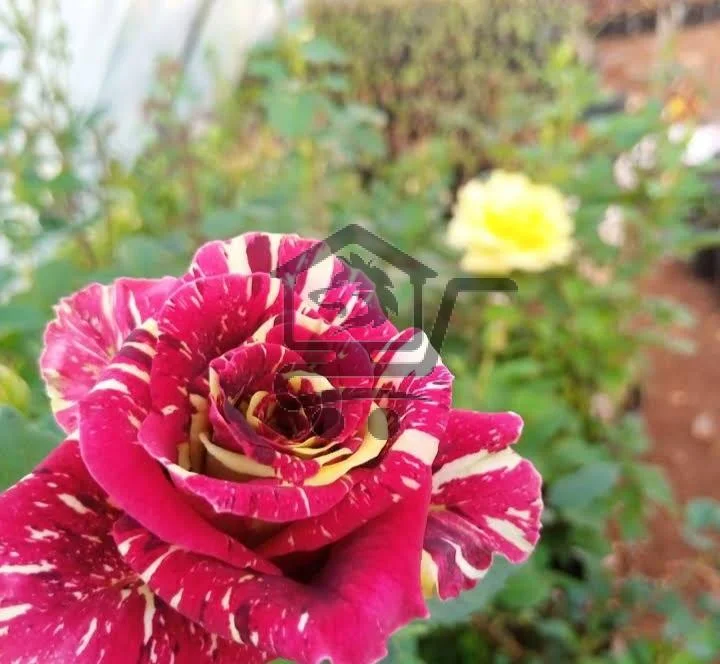 مشتل دليل - الصورة 1