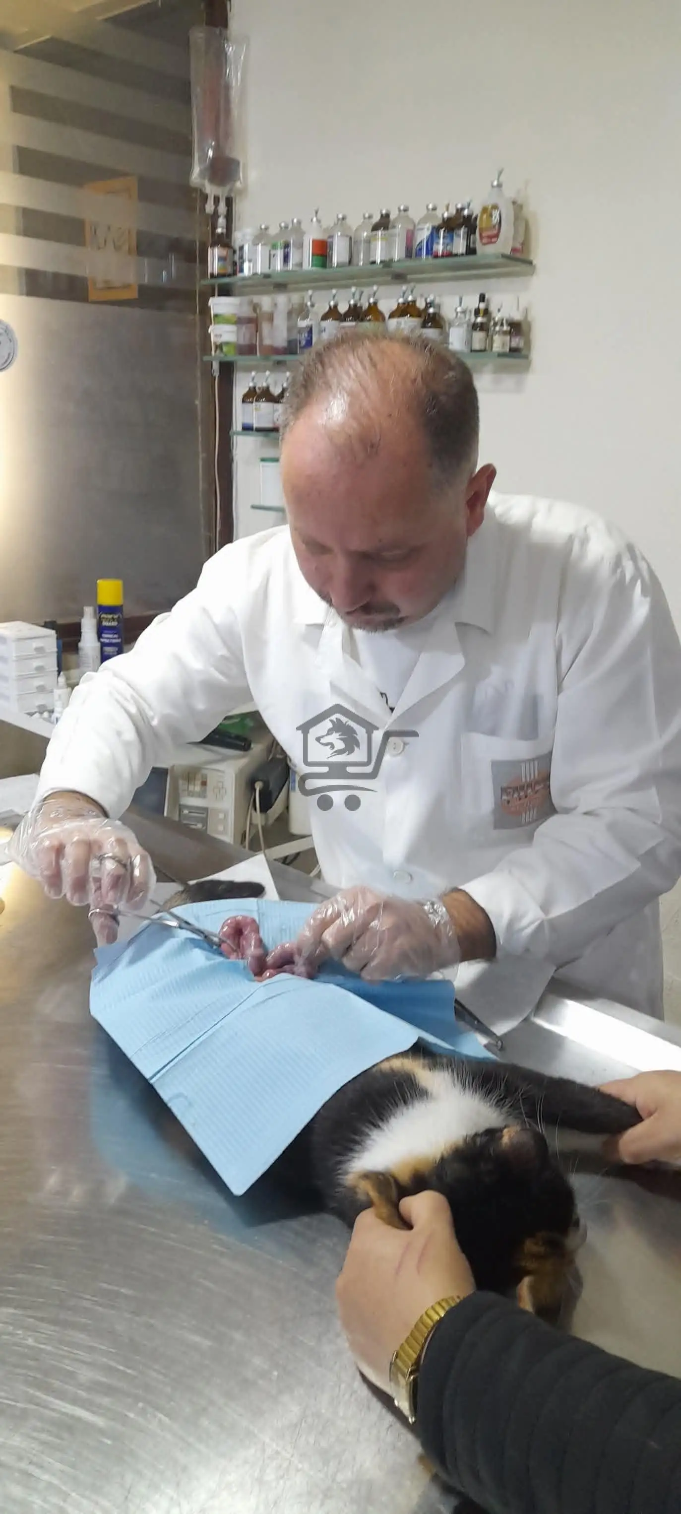 العيادة الطبية البيطرية بالفرقان - الصورة 2