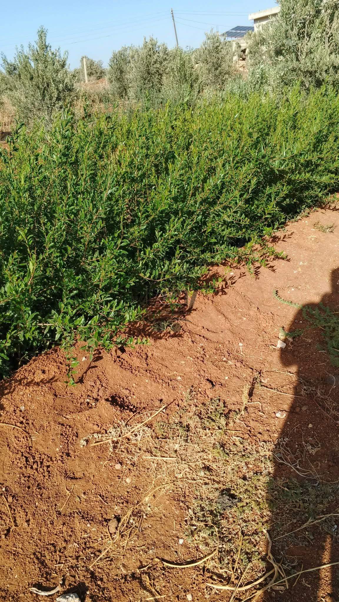 شتل زيتون - الصورة 3