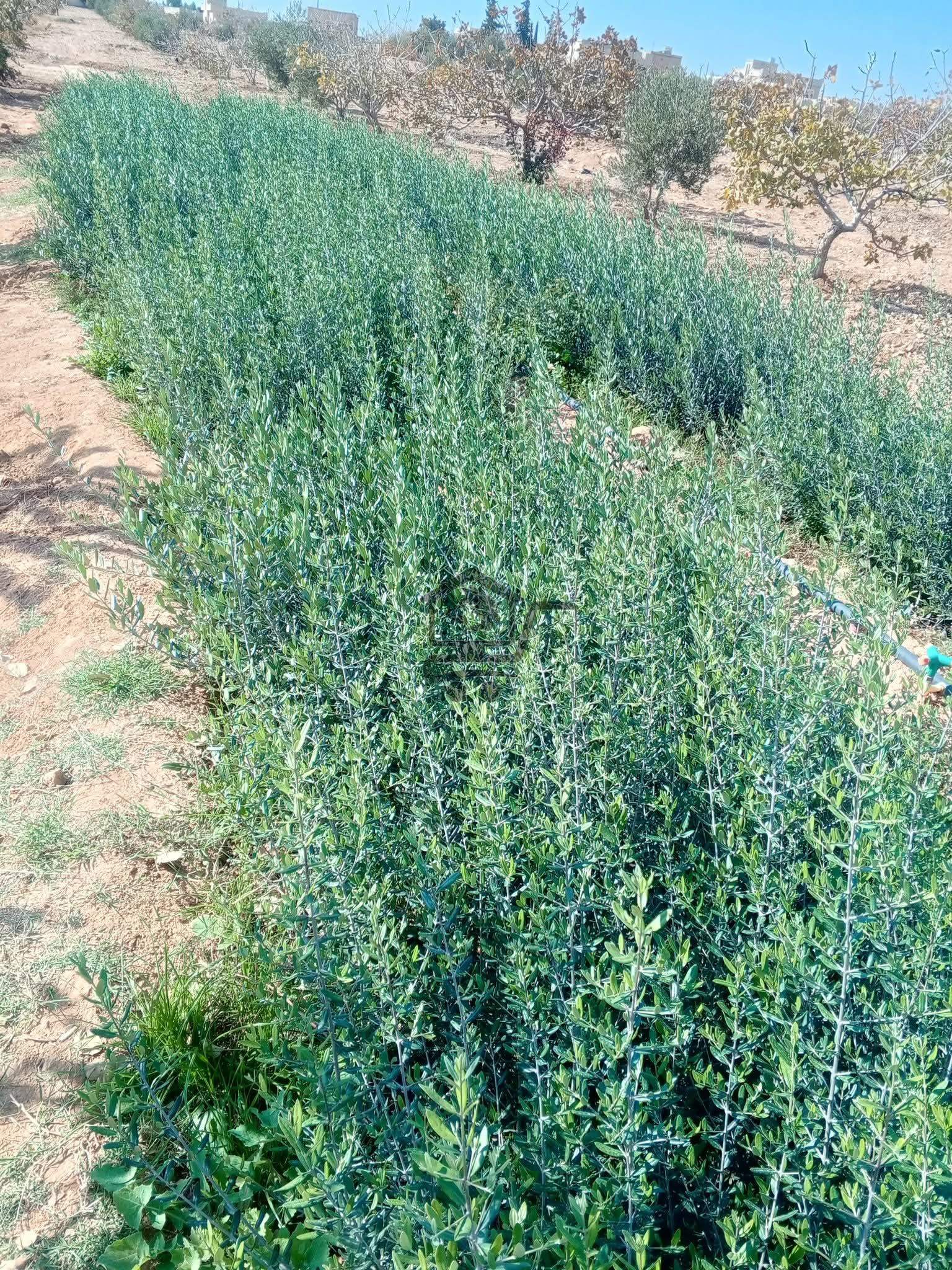 شتل زيتون - الصورة 3