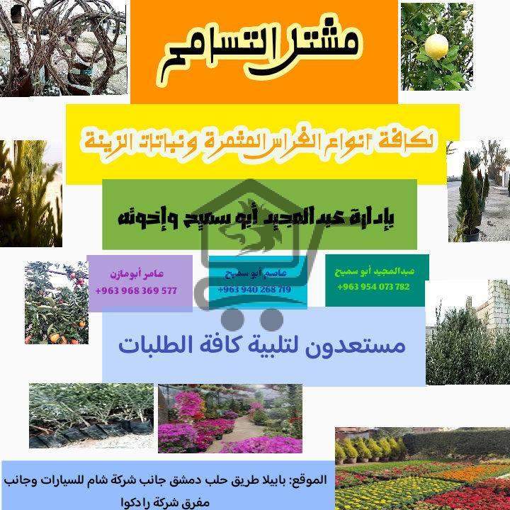 مشتل التسامح