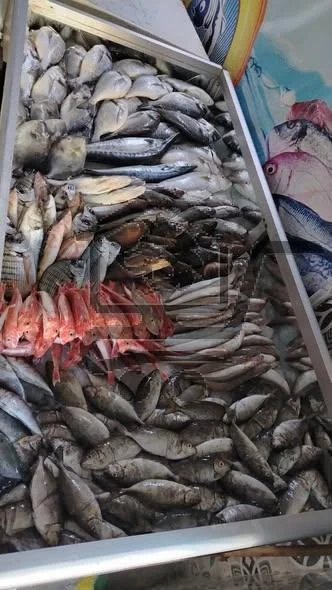 مسمكة حسون - الصورة 4