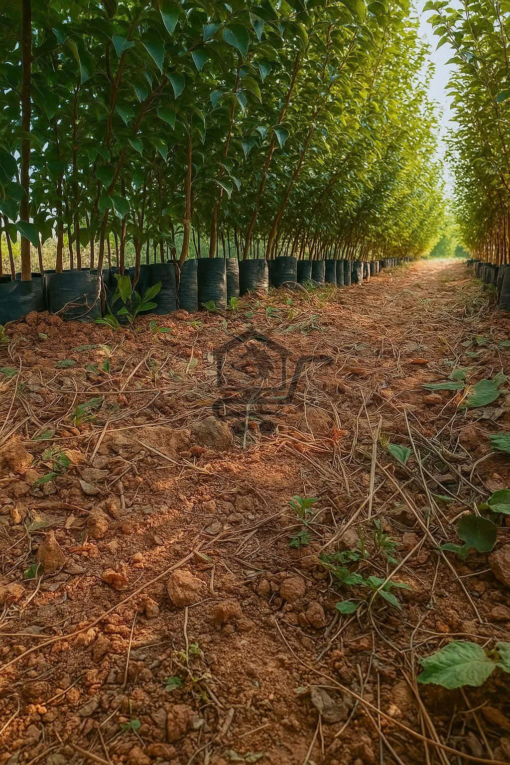 مشتل الجوهرة - الصورة 4