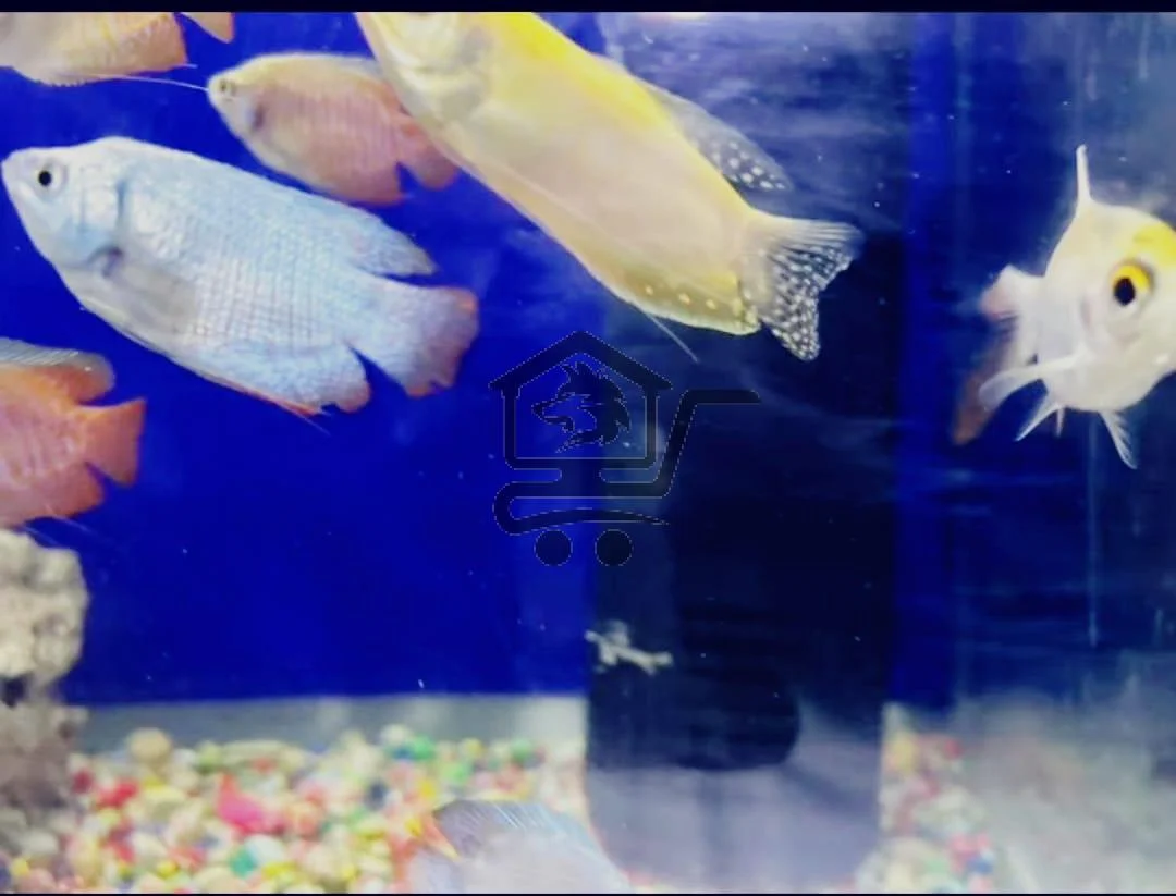 😺لارا كات (جنة الحيوانات الأليفة🐟) - الصورة 3