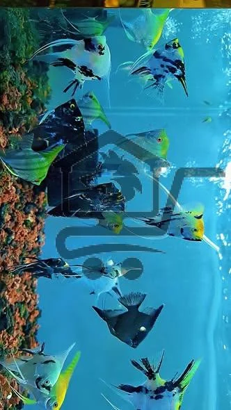 مسمكة الحميدية - الصورة 3