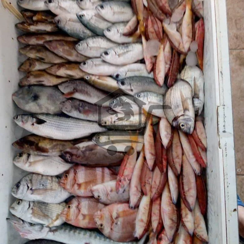 مسمكة رأس شمرا - الصورة 1