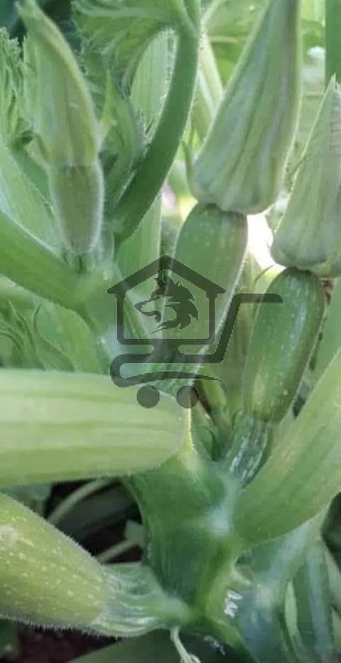 مهندس زراعي - الصورة 3