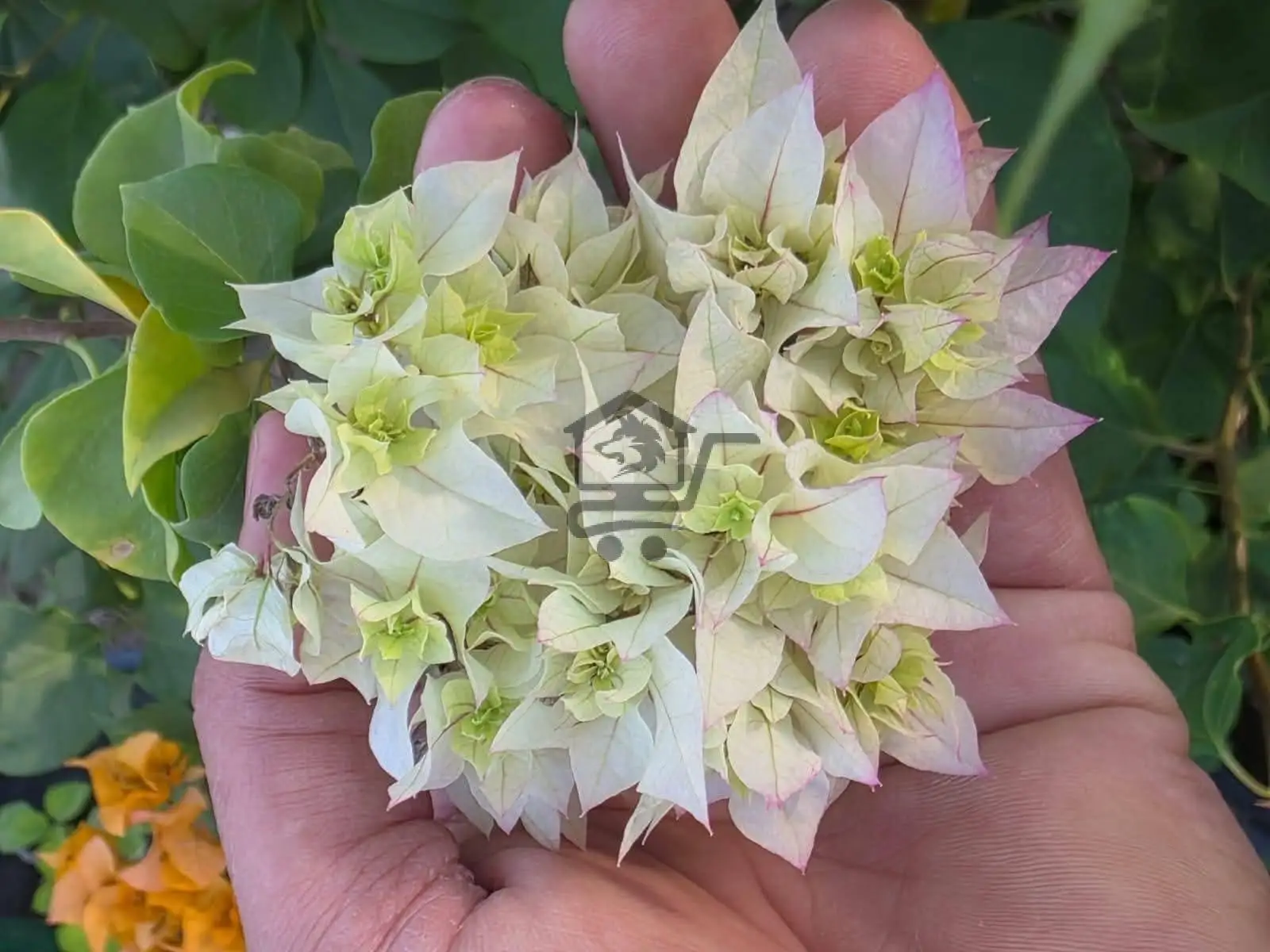 مشتل الناجي - الصورة 6