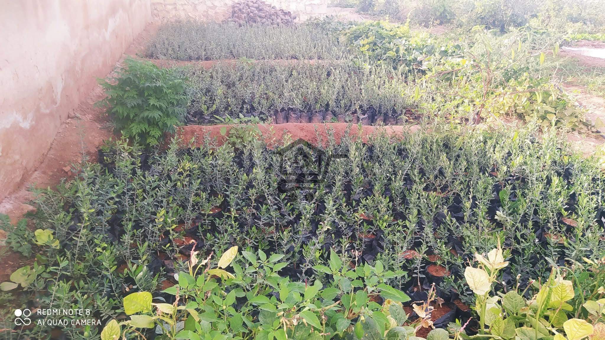 مشتل العصيدي