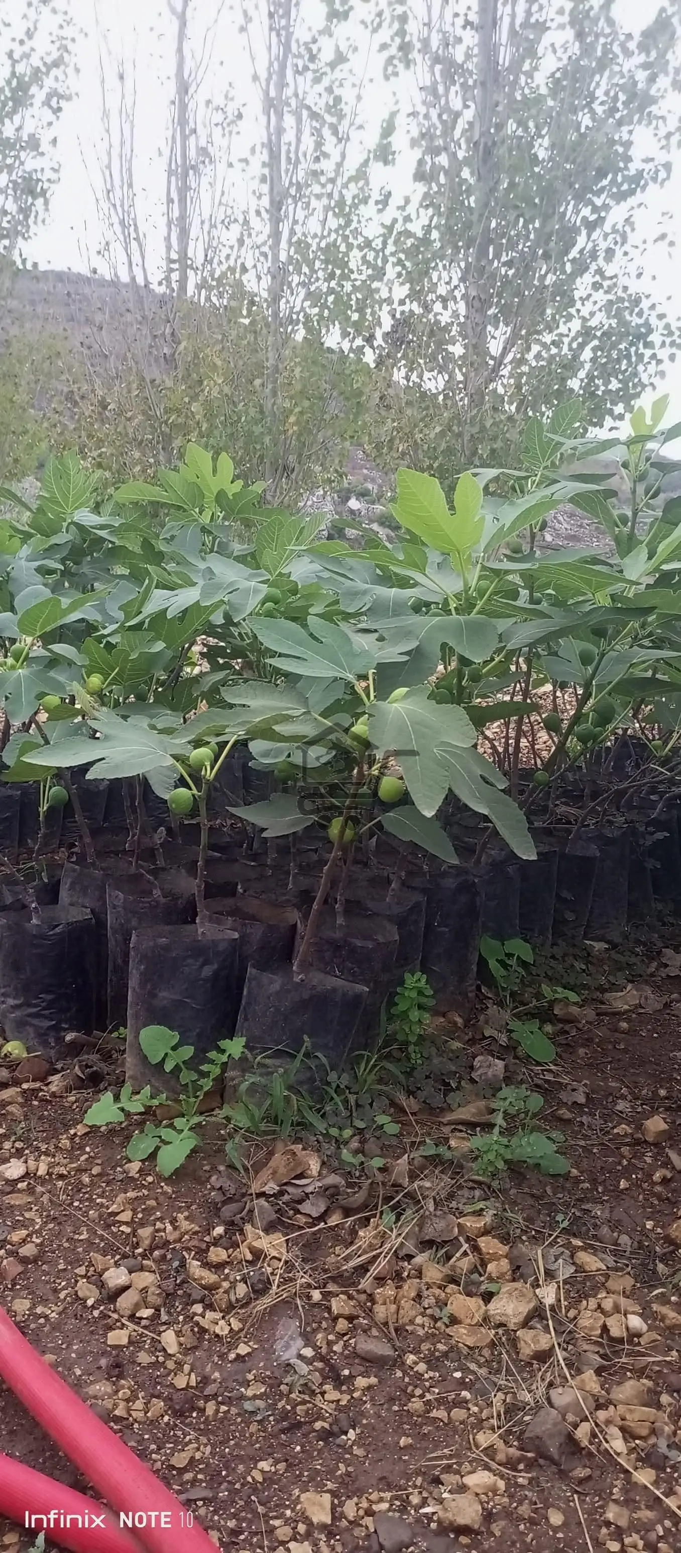 مشتل الجبل صافيتا - الصورة 1