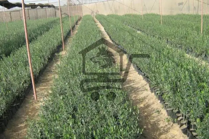 مشتل زيتون - الصورة 1