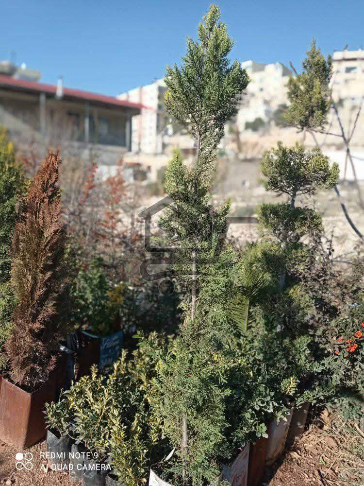 مشتل الوادي - الصورة 3