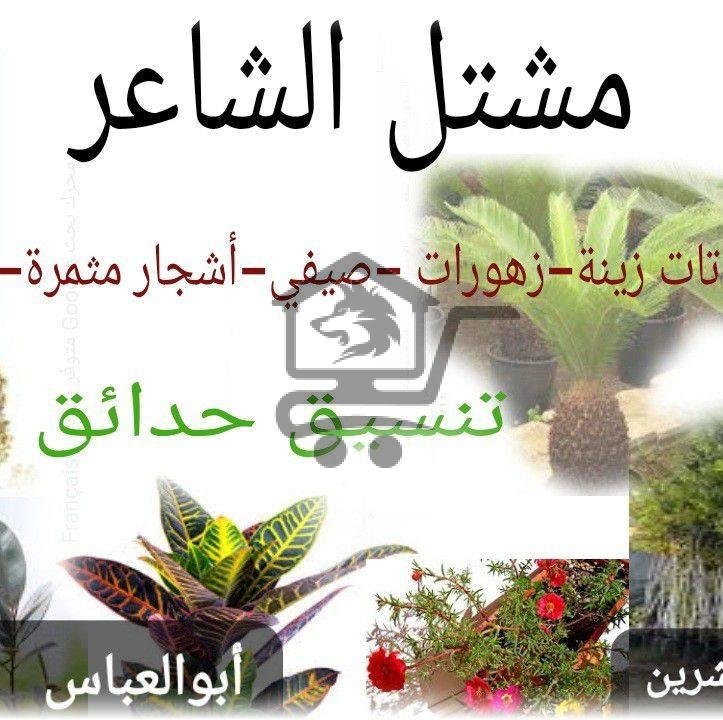 مشتل الشاعر - الصورة 1