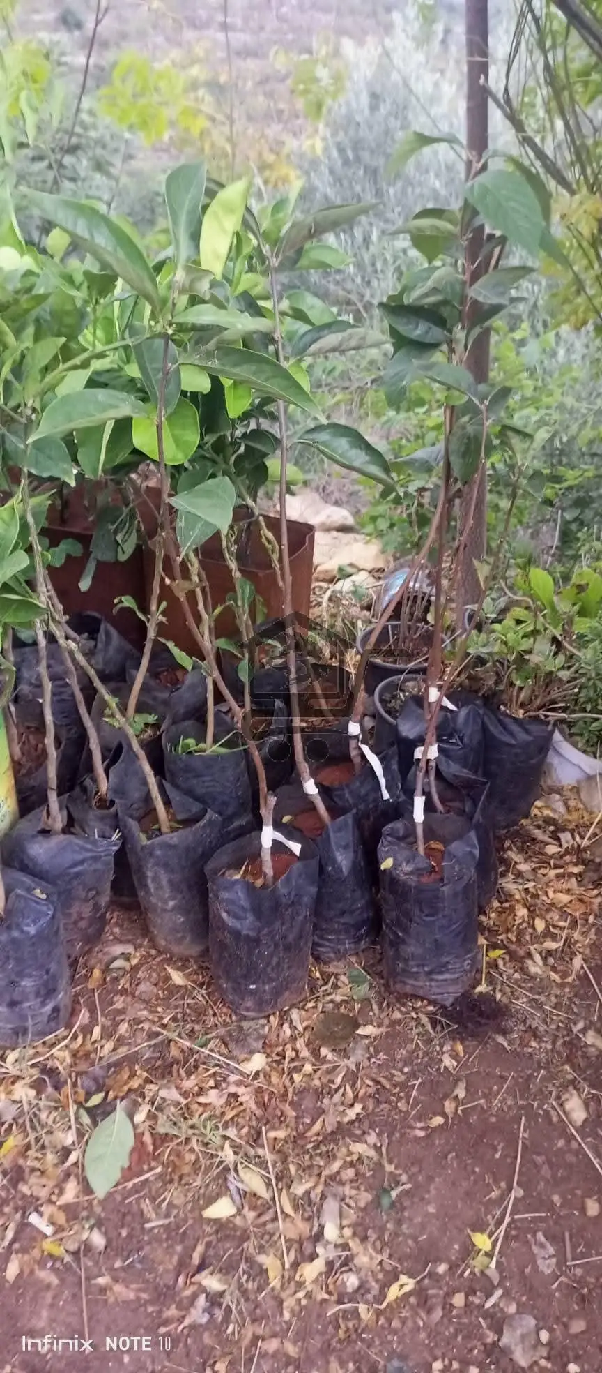 مشتل الجبل صافيتا - الصورة 2