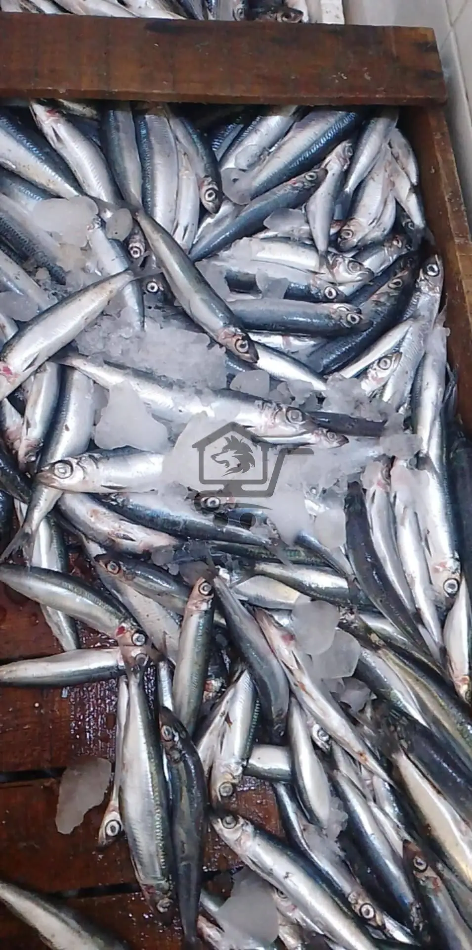 مسمكة السعود أبوكف - الصورة 3