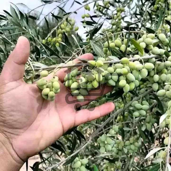 مشتل الجبل - الصورة 6