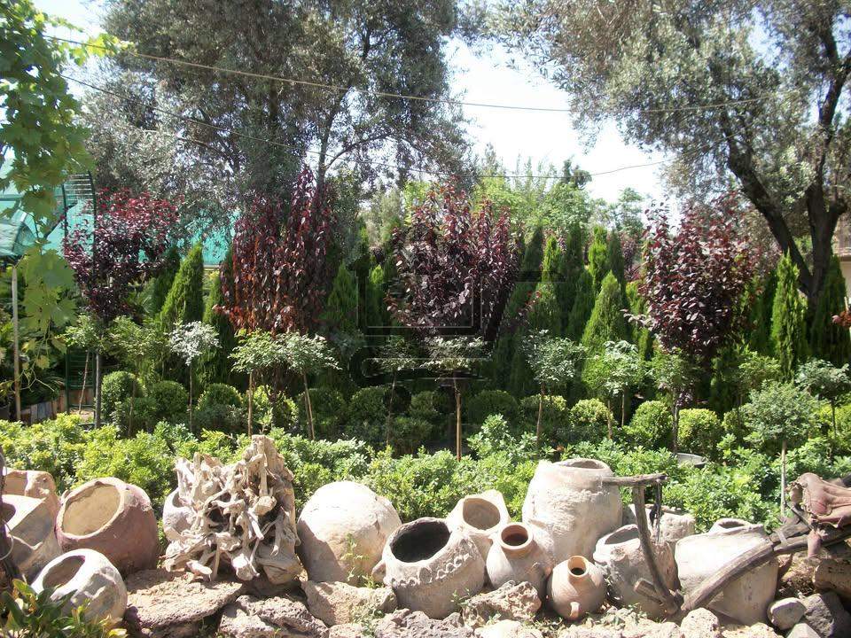 مشتل دمشق - الصورة 1