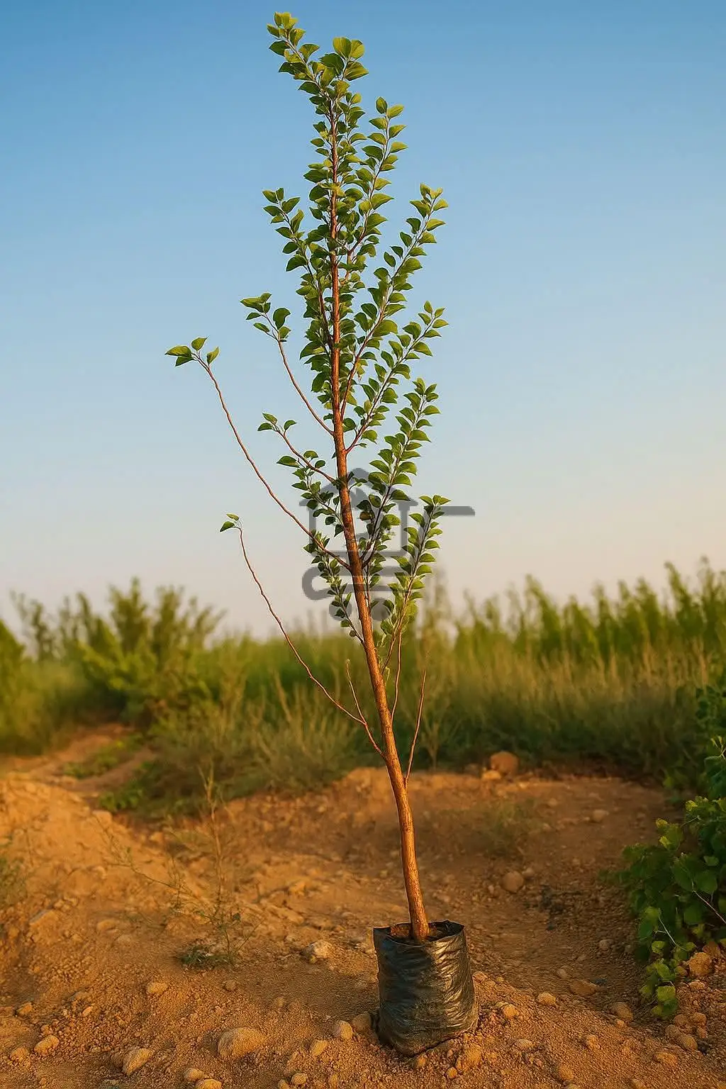 مشتل الجوهرة - الصورة 3