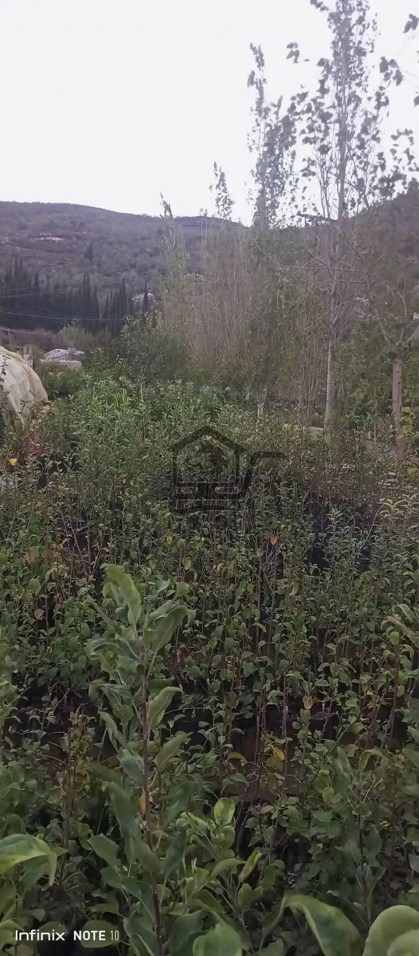 مشتل الجبل صافيتا - الصورة 3