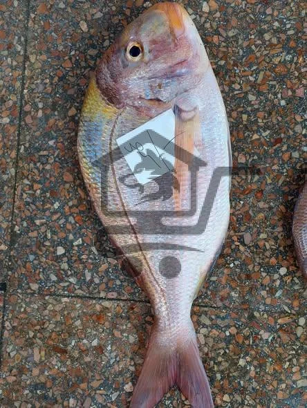 مسمكة أبو العبد اللاذقاني - الصورة 2