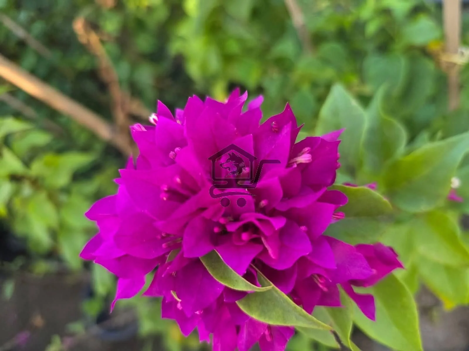 مشتل الناجي - الصورة 3