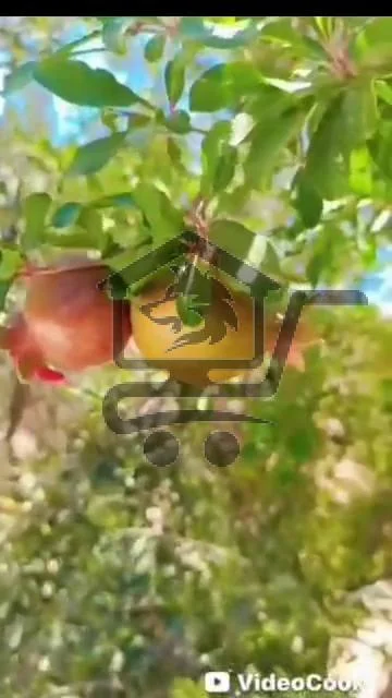 ريف دمشق طريق حمص - الصورة 6