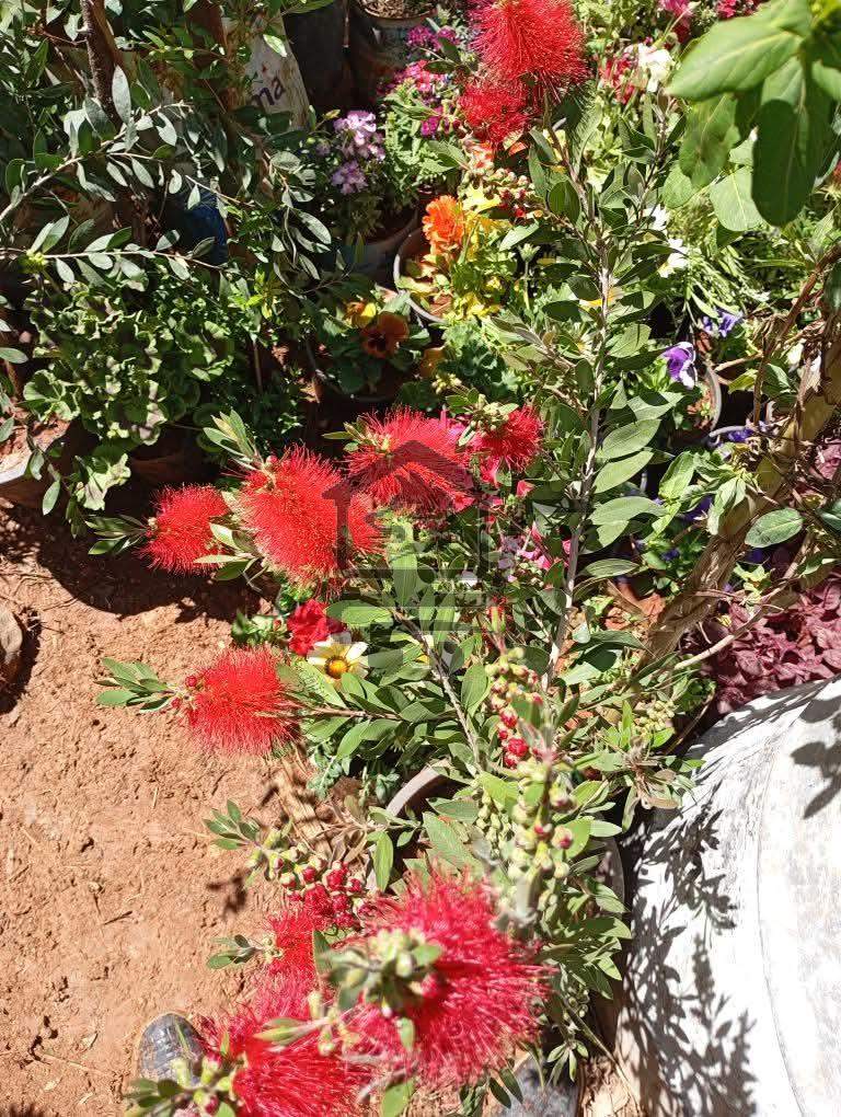 مشتل النيرب - الصورة 4