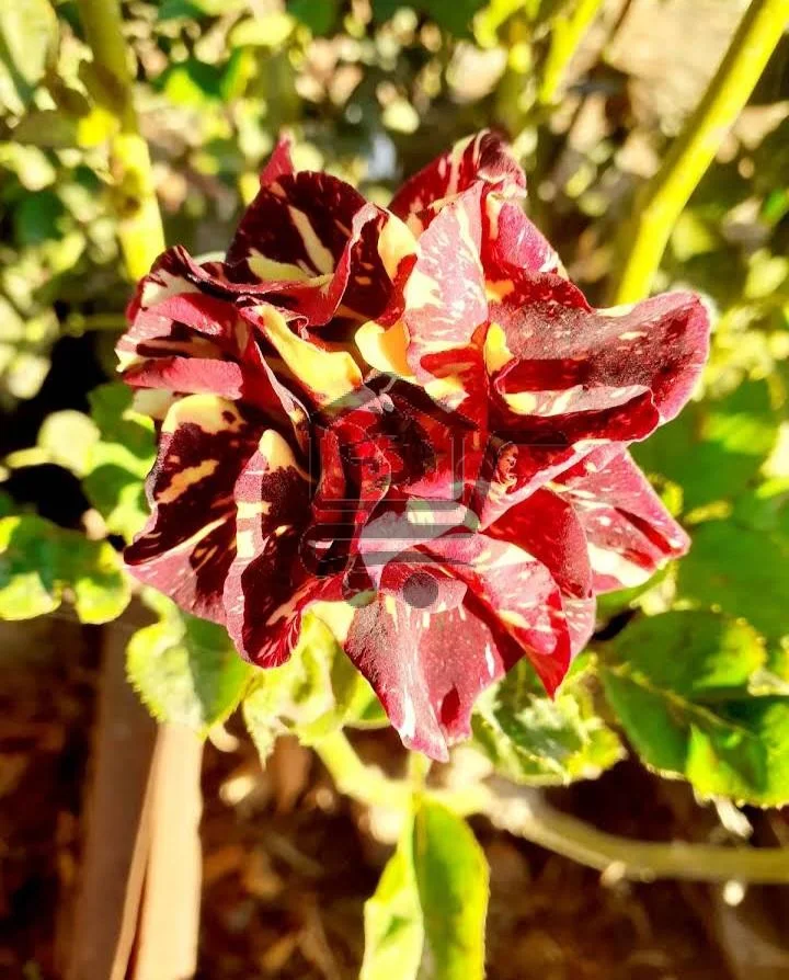 مشتل الخير الزراعي - الصورة 3