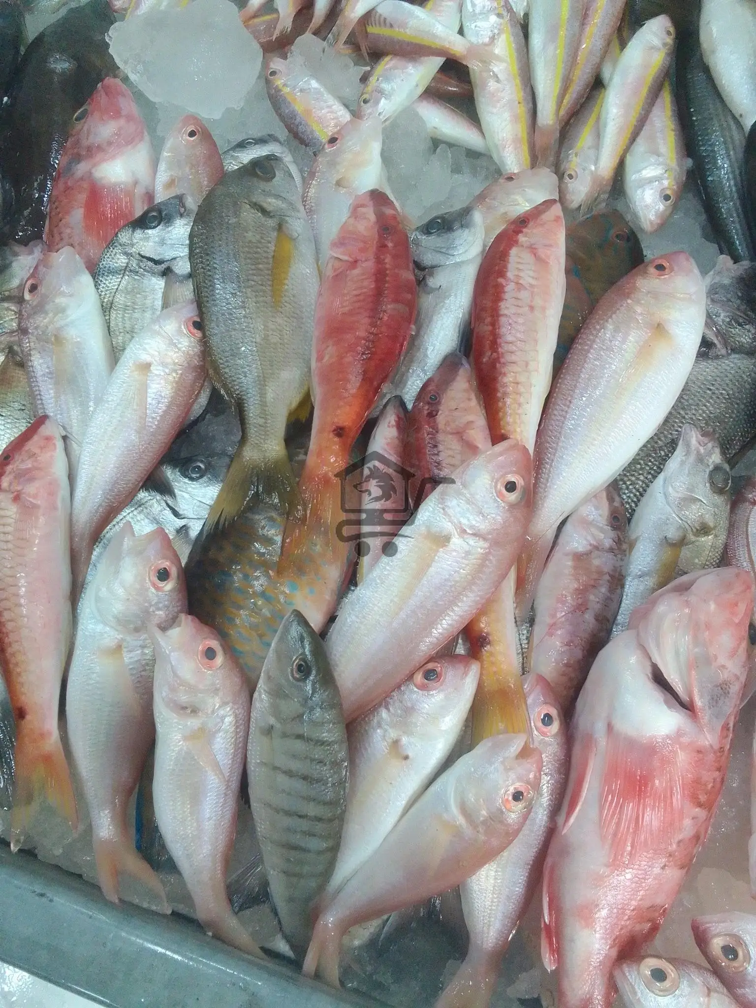 مسمكة عبود - الصورة 3