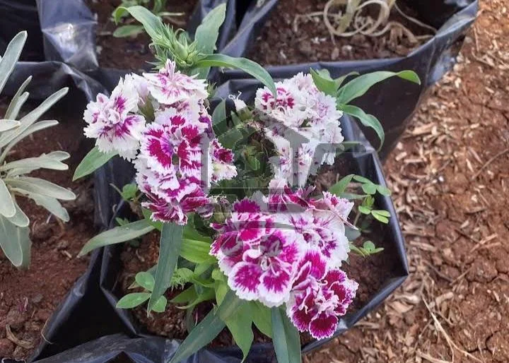 مشتل الخير الزراعي - الصورة 6