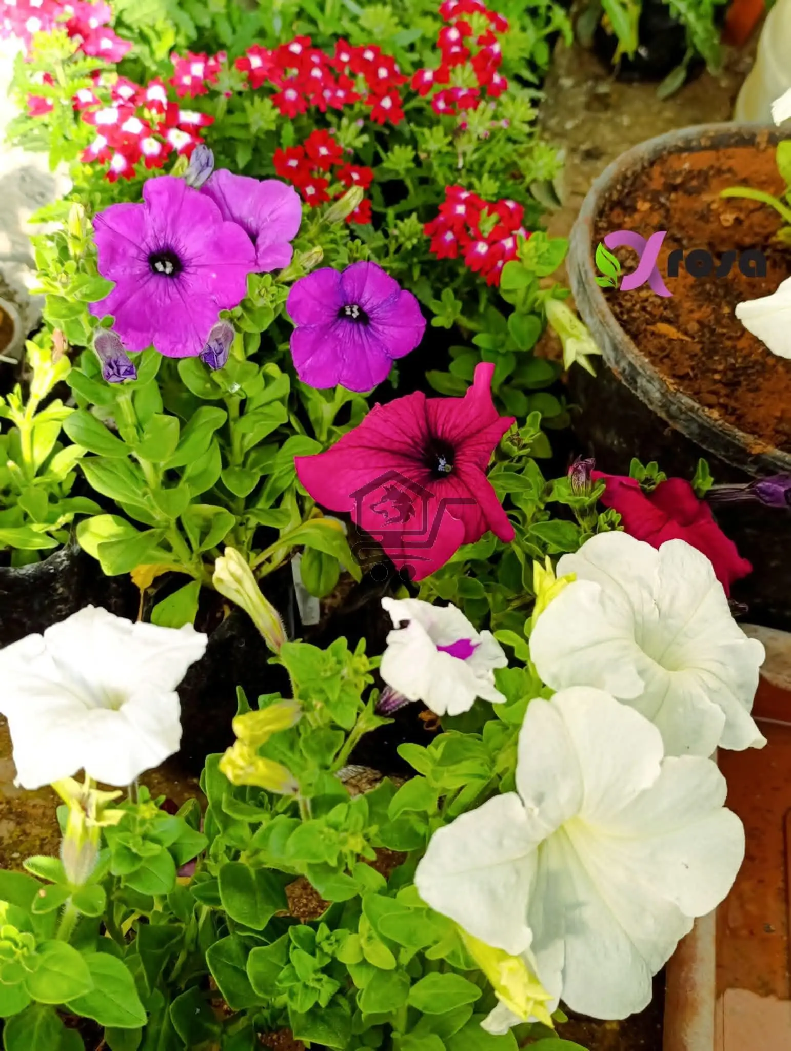 Alpharosa - الصورة 2