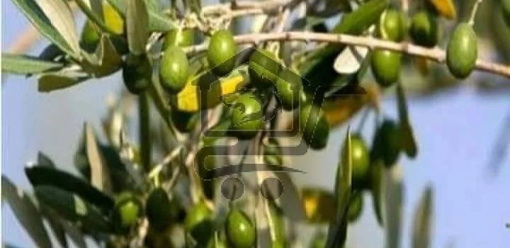 مشتل زيتون - الصورة 3