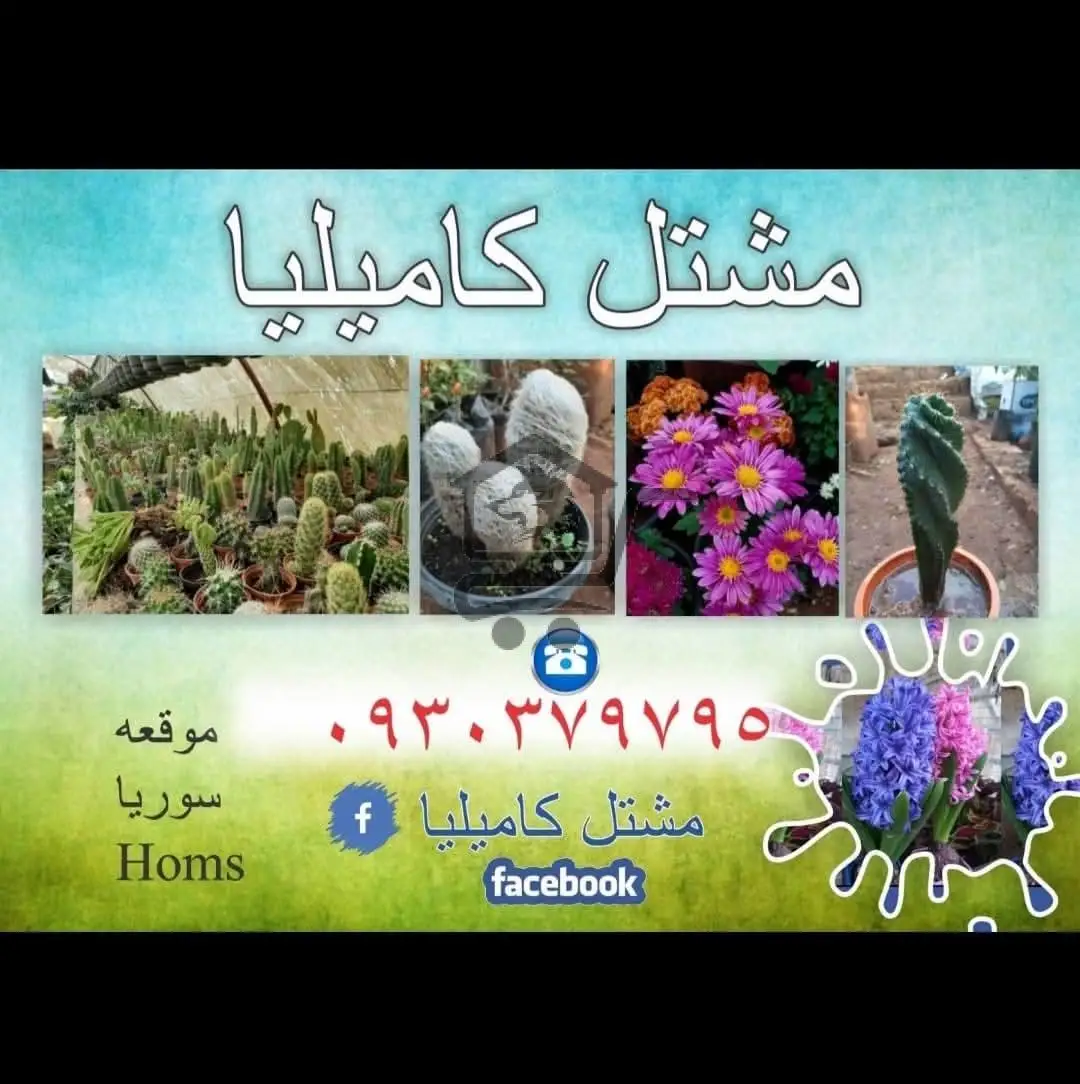 مشتل كاميليا - الصورة 4