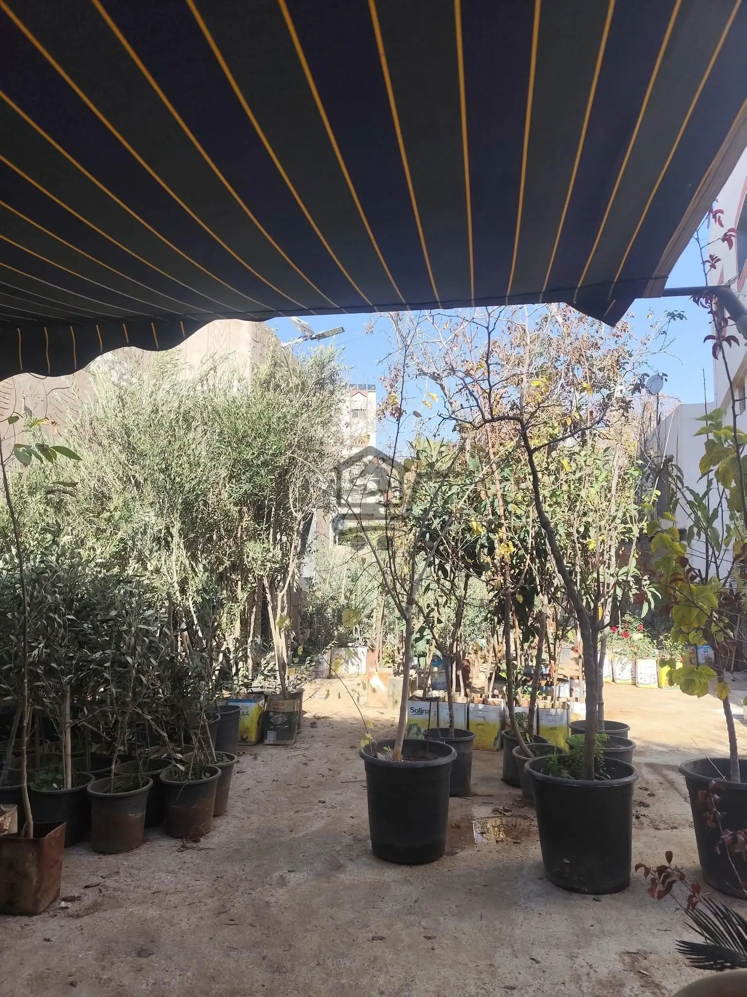 مشتل الجسر - الصورة 3