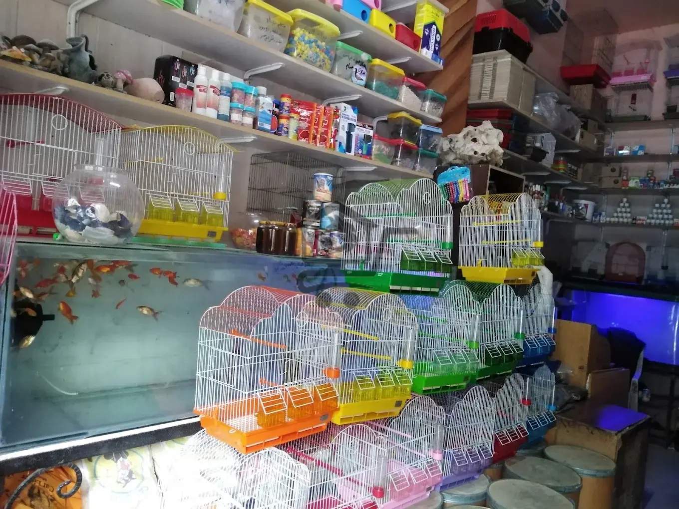 مملكة الطيور - الصورة 2