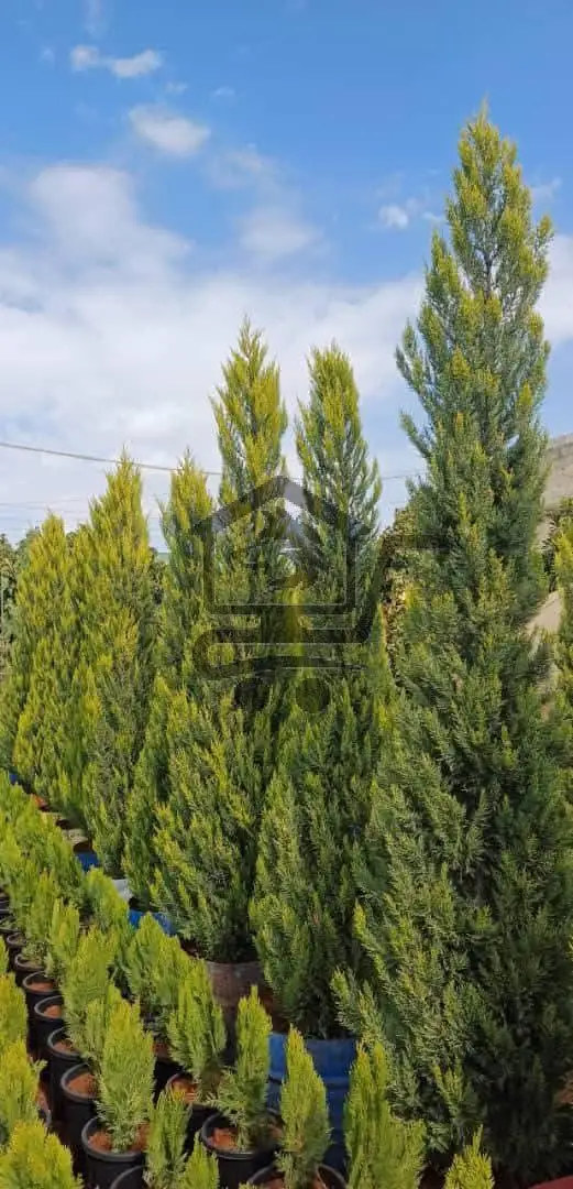 مشتل الوادي - الصورة 2