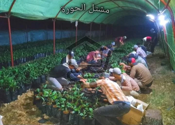 مشتل الحورة - الصورة 1