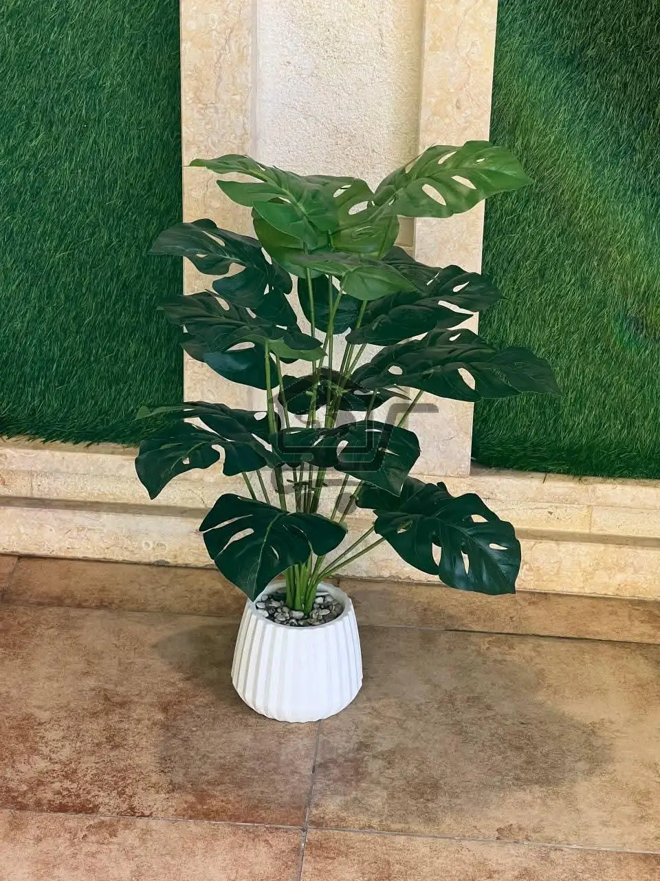 نباتات زينة - الصورة 2