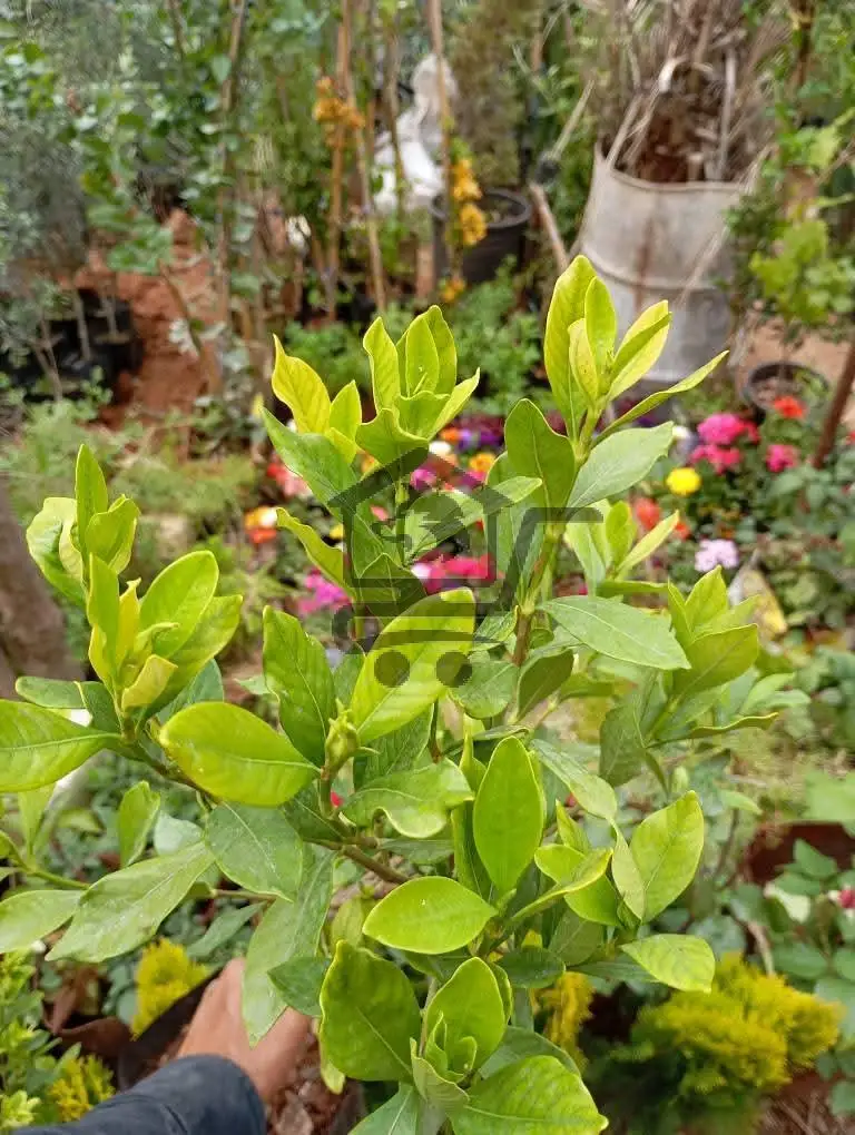 مشتل النيرب - الصورة 3