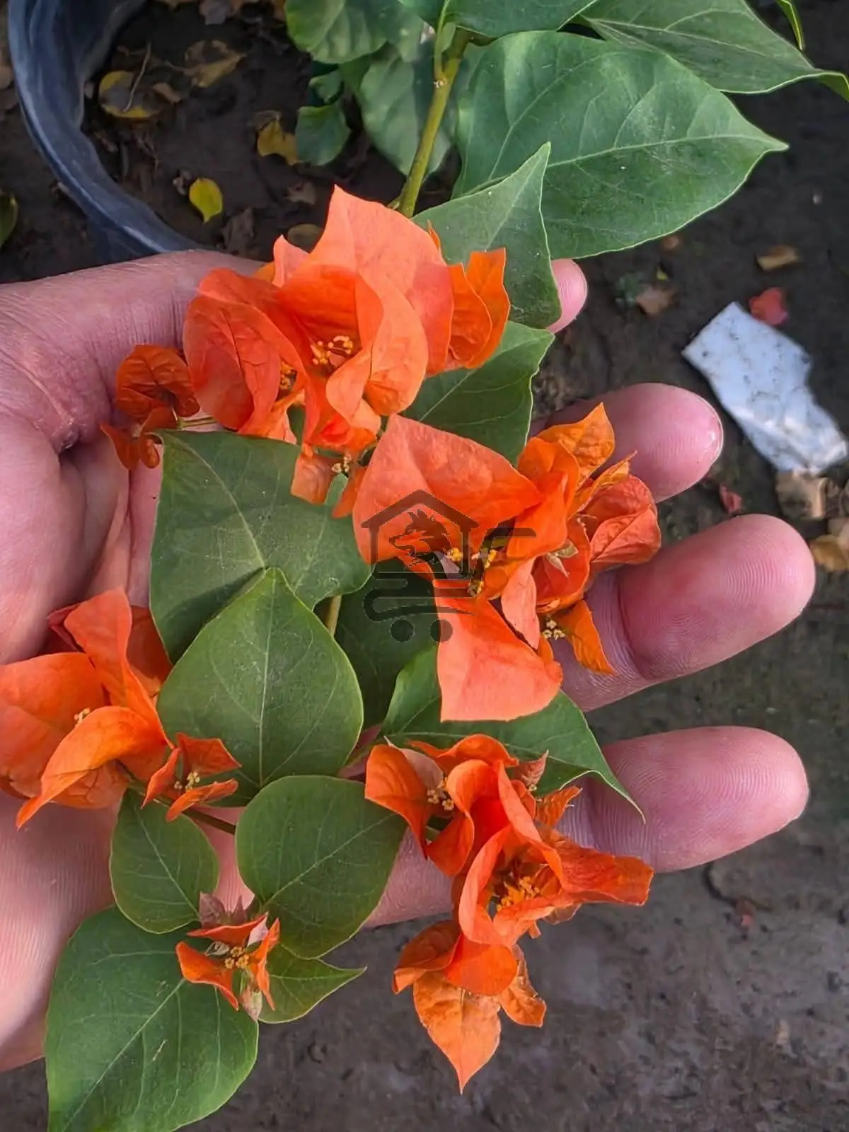 مشتل الناجي - الصورة 4