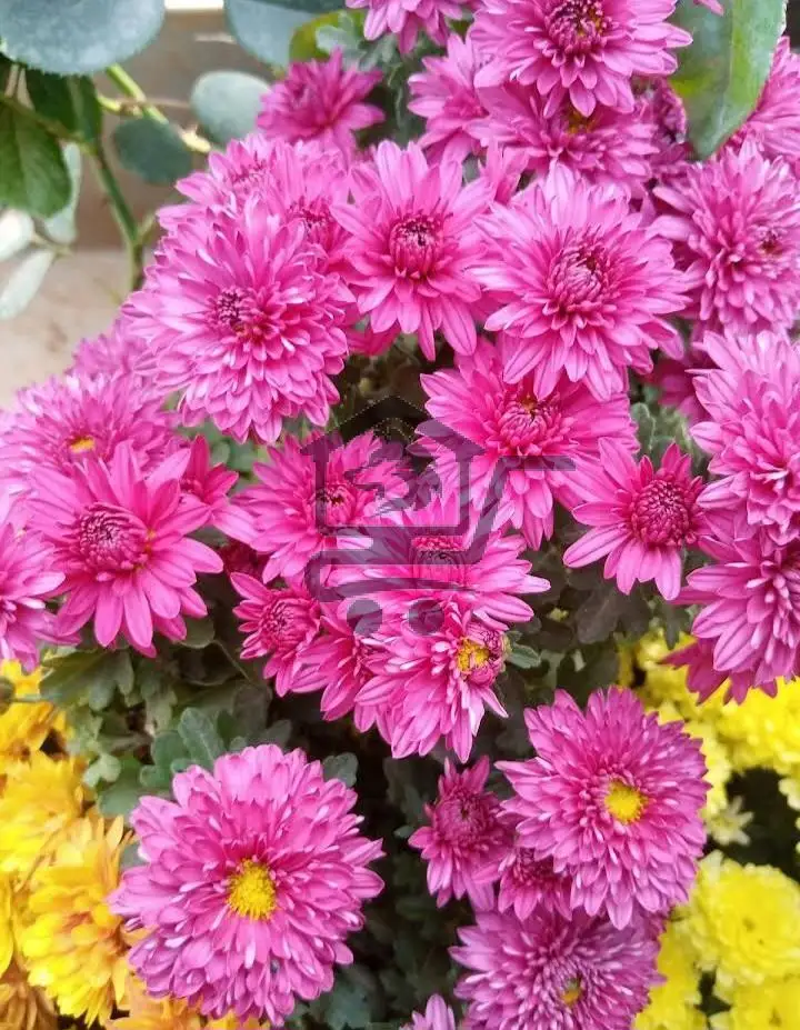 مشتل دليل - الصورة 6