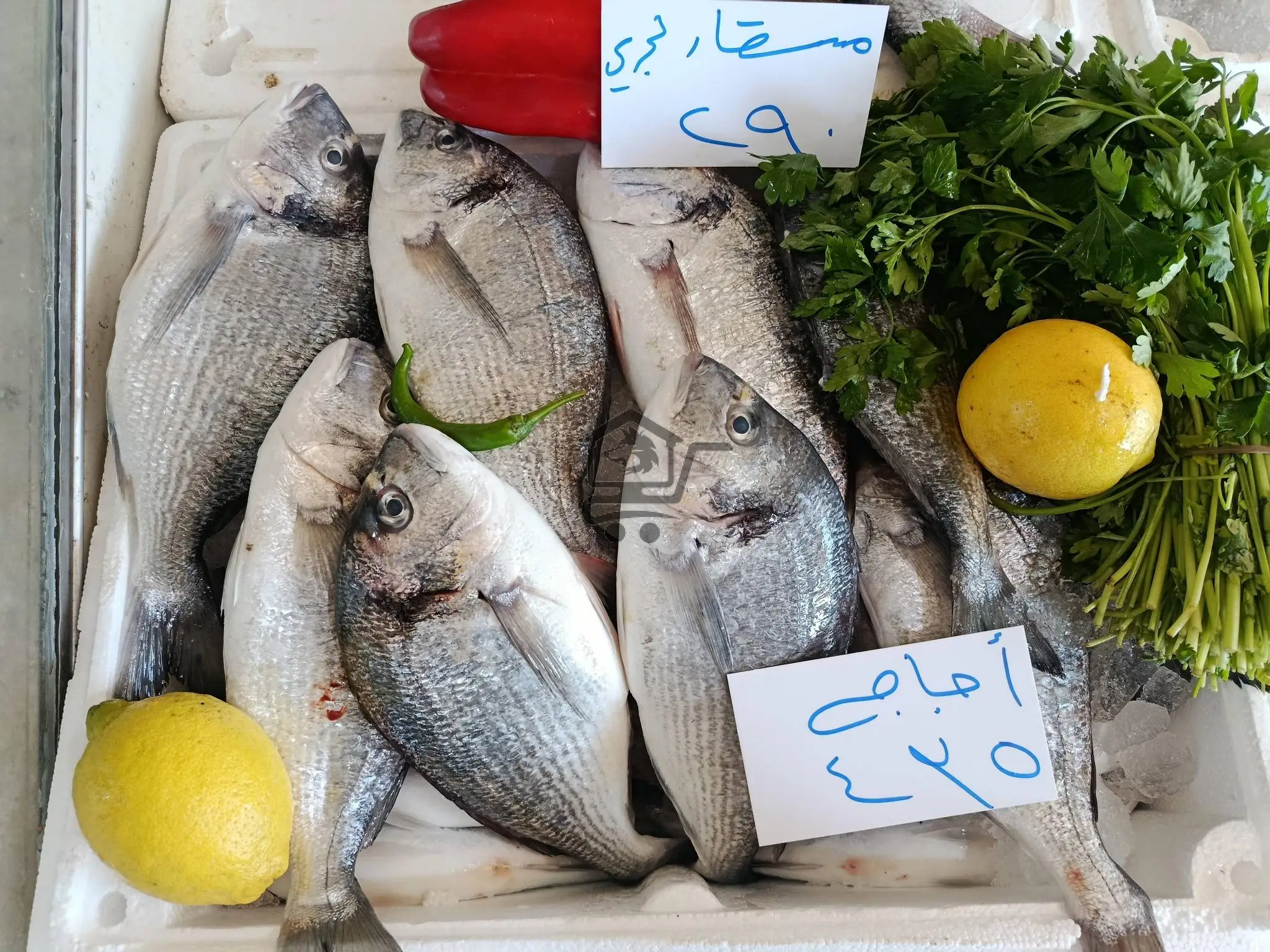 مسمكة النواعير - الصورة 2