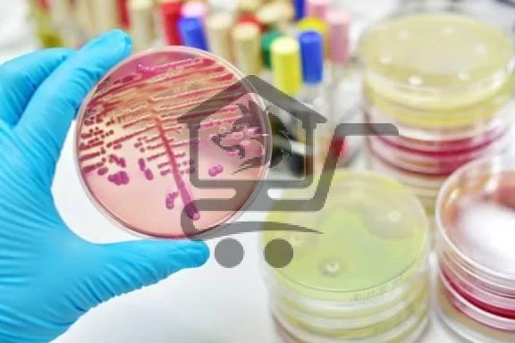 عيادة د. ميس حوّاط  أخصائية أمراض باطنة مُعدية (إن - الصورة 3