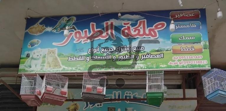 مملكة الطيور - الصورة 1