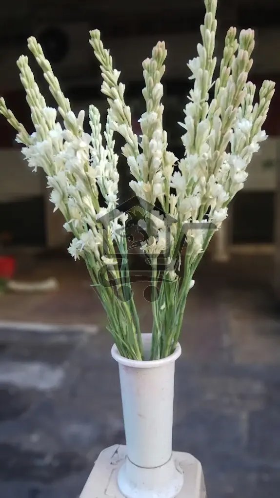 أزهار هيفين - الصورة 3