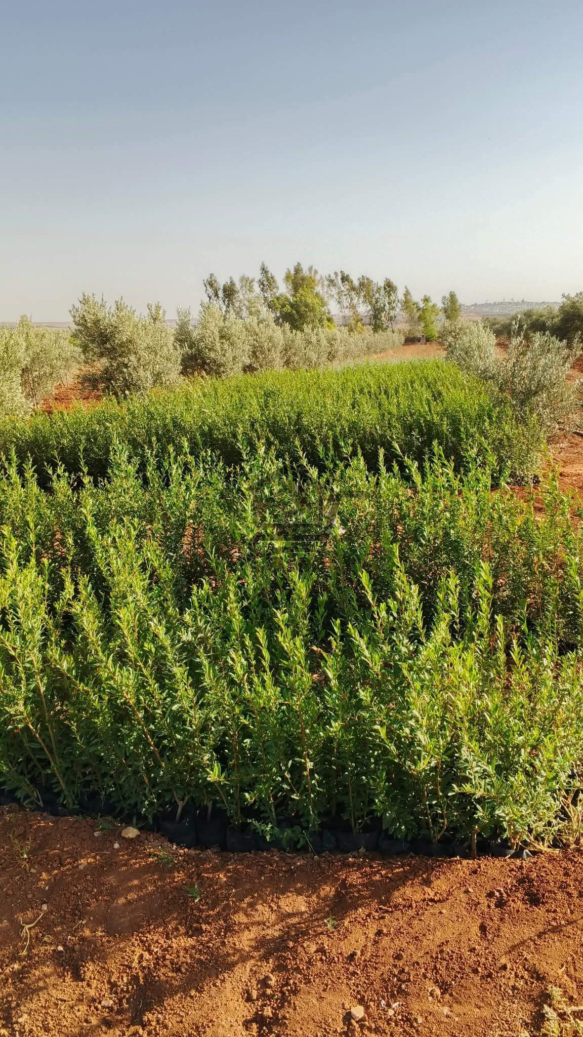 شتل زيتون - الصورة 1