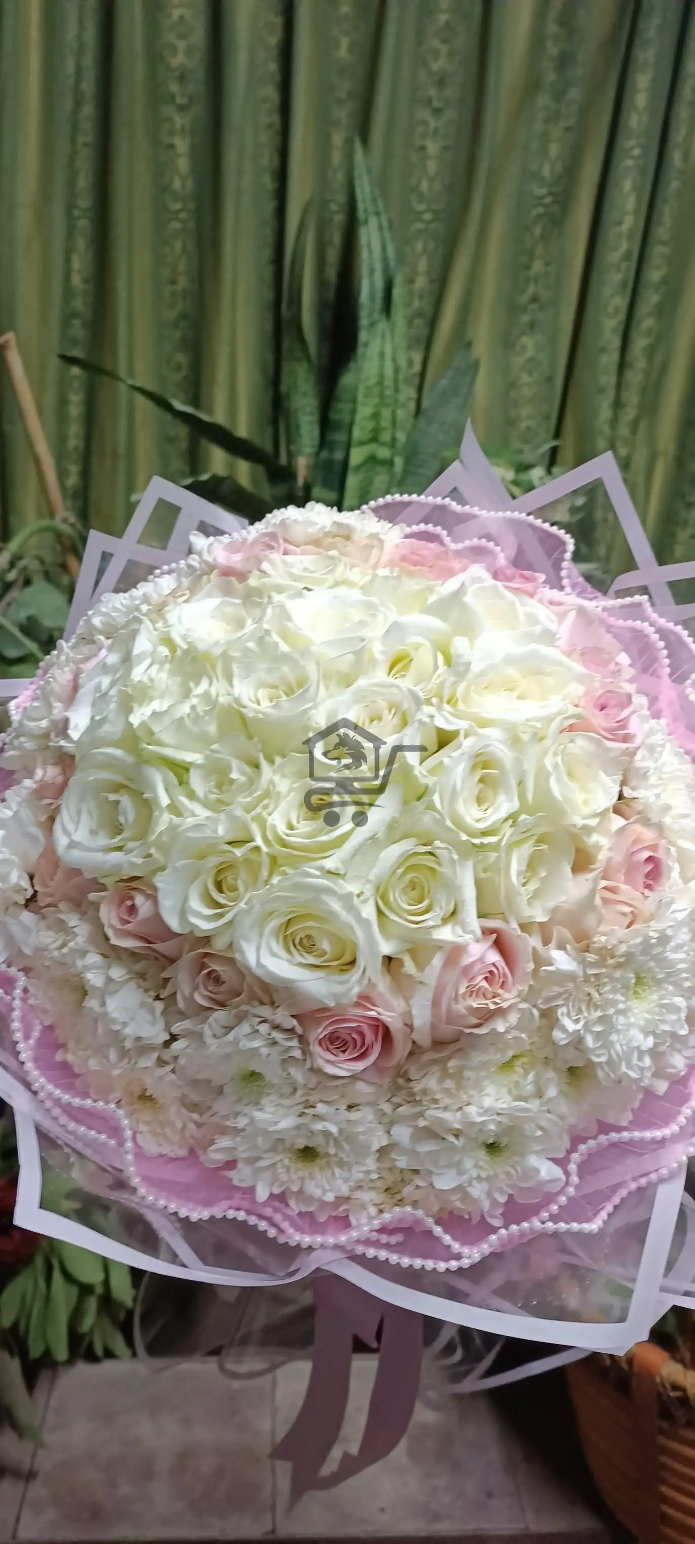 مشتل الخال ببيلا - الصورة 1