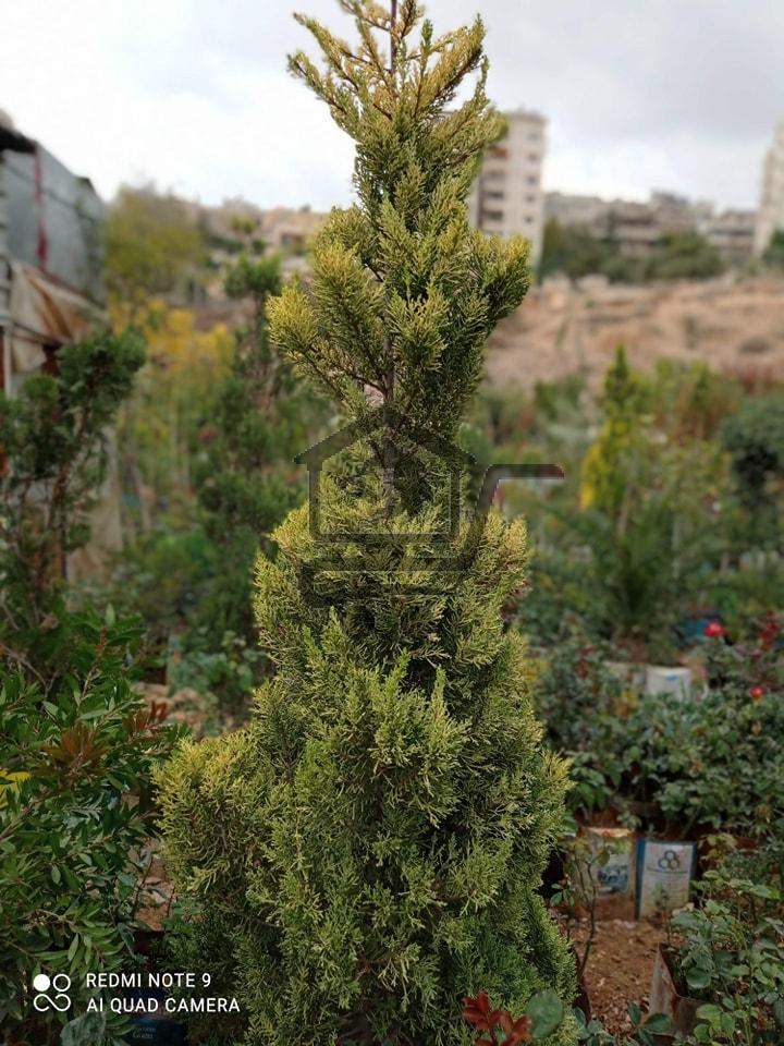 مشتل الوادي - الصورة 3