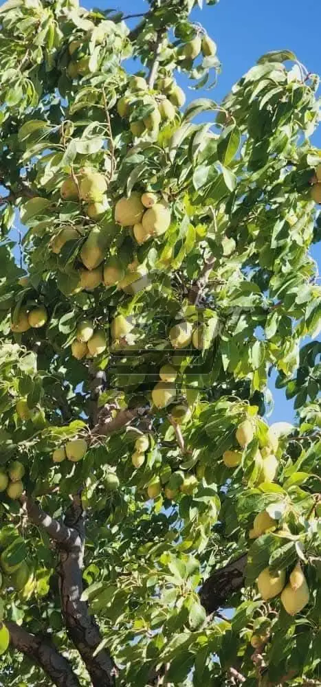 "أرض زراعية بمساحة كبيرة... فرصة لاتعوض - الصورة 2